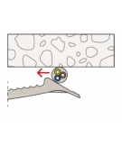 ARCEAUX SIMPLES KB 8